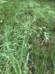 Attēlu rezultāti vaicājumam “Poa nemoralis”