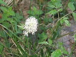 Attēlu rezultāti vaicājumam “Actaea spicata”