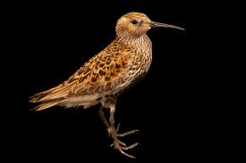 Attēlu rezultāti vaicājumam “Calidris alpina”