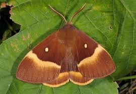 Attēlu rezultāti vaicājumam “Lasiocampa trifolii male”