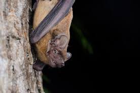 Attēlu rezultāti vaicājumam “Nyctalus noctula”