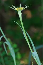 Attēlu rezultāti vaicājumam “Tragopogon heterospermus bud”