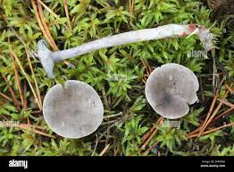 Attēlu rezultāti vaicājumam “Cantharellula umbonata”