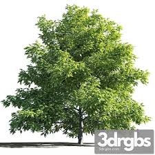 Attēlu rezultāti vaicājumam “Juglans mandshurica”