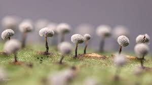 Attēlu rezultāti vaicājumam “Physarum leucophaeum macro”