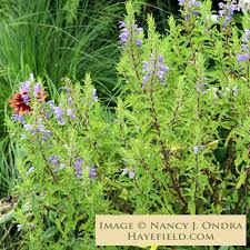 Image result for Dracocephalum moldavicum