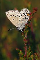 Attēlu rezultāti vaicājumam “Vacciniina optilete underside”