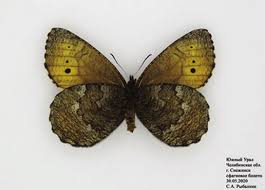 Attēlu rezultāti vaicājumam “Oeneis jutta underside”