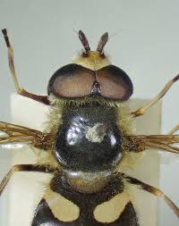 Attēlu rezultāti vaicājumam “Didea alneti”