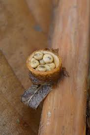 Attēlu rezultāti vaicājumam “Crucibulum laeve”