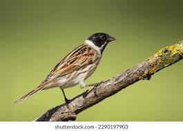 Attēlu rezultāti vaicājumam “Emberiza schoeniclus male”