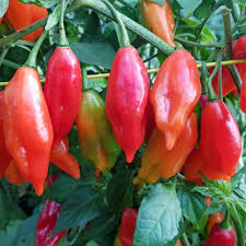 Afbeeldingsresultaat voor chili maya hot pepper hot pepper