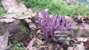 Attēlu rezultāti vaicājumam “Clavaria sphagnicola”