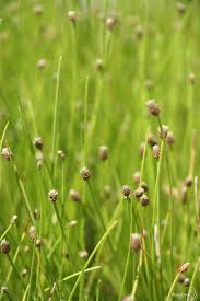 Attēlu rezultāti vaicājumam “Eleocharis palustris flower”