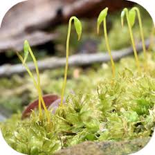 Attēlu rezultāti vaicājumam “Plagiomnium cuspidatum sporophyte”