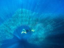 Image result for Blue Water Freediving School