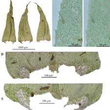 Attēlu rezultāti vaicājumam “Pseudobryum cinclidioides cells”