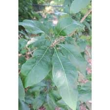 Attēlu rezultāti vaicājumam “Chionanthus virginicus leaf”