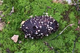 Attēlu rezultāti vaicājumam “Hymenoscyphus fructigenus”