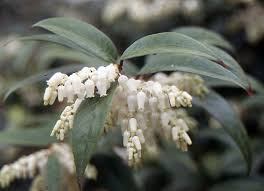 Attēlu rezultāti vaicājumam “Arthonia leucopellaea”