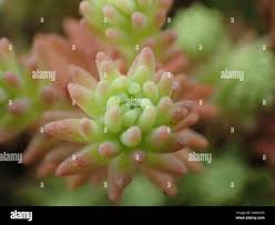Attēlu rezultāti vaicājumam “Sedum pallidum flower”