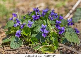 Attēlu rezultāti vaicājumam “Viola hirta flower”