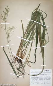 Attēlu rezultāti vaicājumam “Festuca altissima leaf”