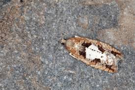 Attēlu rezultāti vaicājumam “Epinotia brunnichana”