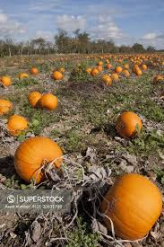 Attēlu rezultāti vaicājumam “Cucurbita pepo fruit”