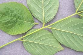 Attēlu rezultāti vaicājumam “Cladrastis kentukea leaf”