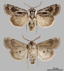 Attēlu rezultāti vaicājumam “Agrotis vestigialis”