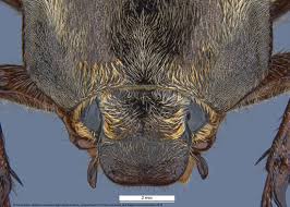 Attēlu rezultāti vaicājumam “Melolontha melolontha”