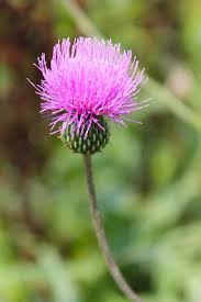 Attēlu rezultāti vaicājumam “Cirsium heterophyllum flower”