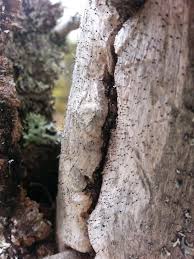 Attēlu rezultāti vaicājumam “Chaenotheca ferruginea”
