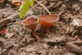 Attēlu rezultāti vaicājumam “Dumontinia tuberosa”