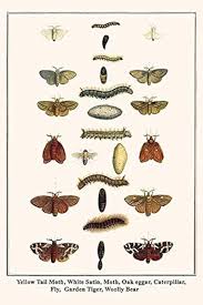 Attēlu rezultāti vaicājumam “Lymantriidae”