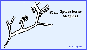 Attēlu rezultāti vaicājumam “Physarum penetrale spores”