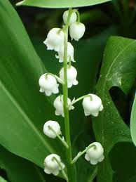 Attēlu rezultāti vaicājumam “Convallaria majalis leaf”