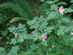 Image result for rosa aquatica