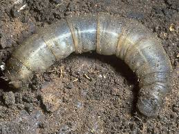 Attēlu rezultāti vaicājumam “Tipulidae larva”