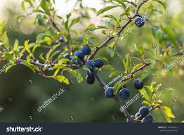 Attēlu rezultāti vaicājumam “Prunus spinosa fruit”