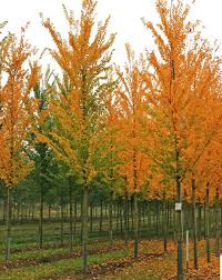 Attēlu rezultāti vaicājumam “Ulmus x hollandica”