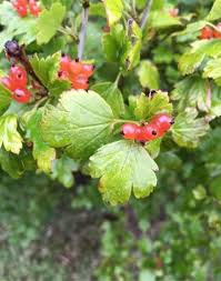 Attēlu rezultāti vaicājumam “Ribes alpinum leaf”