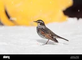 Image result for Turdus eunomus