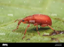 Attēlu rezultāti vaicājumam “Apion sp.”