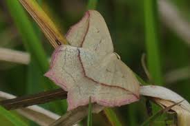 Attēlu rezultāti vaicājumam “Timandra comae”