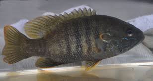 Image result for Lepomis cyanellus