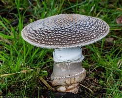 Attēlu rezultāti vaicājumam “Amanita excelsa”