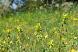 Attēlu rezultāti vaicājumam “Rhinanthus minor flower”