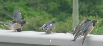 Attēlu rezultāti vaicājumam “Hirundo rustica juvenile”